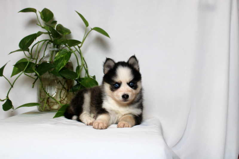 puppy, for, sale, Pomsky, Matthew B. Stoltzfus, dog, breeder, Gap, PA, dog-breeder, puppy-for-sale, forsale, nearby, find, puppyfind, locator, puppylocator, aca